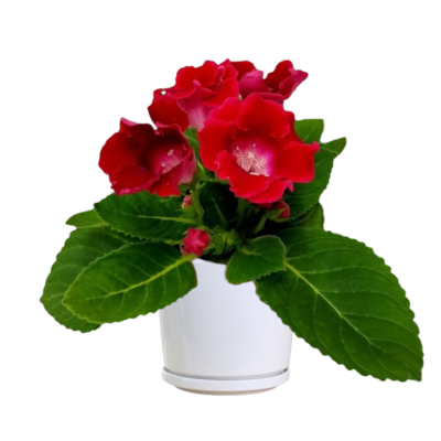 Gloxinia Roi de Rouge